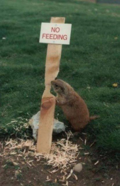 No feeding.jpg