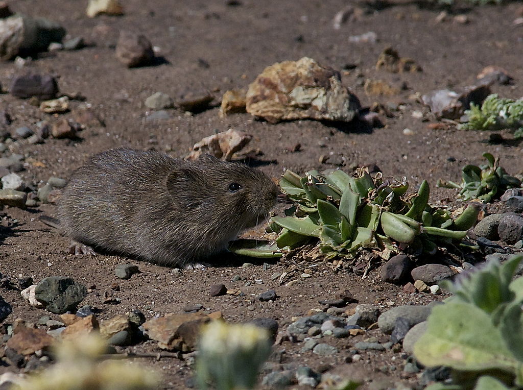 California_Vole_(Microtus_californicus).jpg