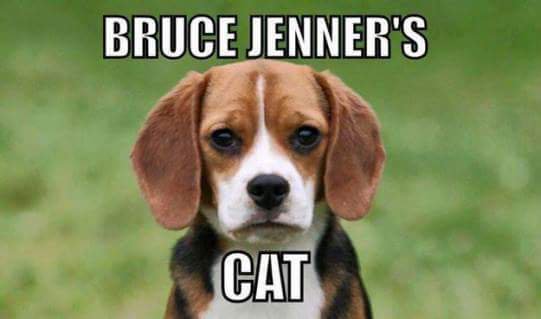 pussycat.jpg